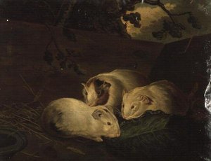 Estudio primitivo de cobayas