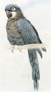 Guacamayo jacinto, c.1890