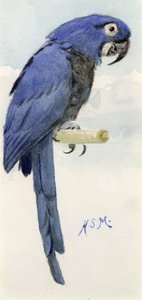 Guacamayo Jacinto, c.1890 de Henry Stacey Marks