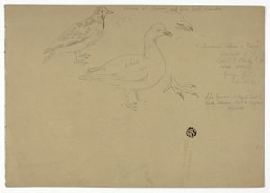 Bocetos de pájaros de Henry Stacy Marks