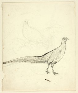 Dos bocetos de faisán (anverso); boceto de faisanes y desnudo femenino (reverso) de Henry Stacy Marks