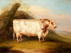 Harlsonia (toro Shorthorn), c.1855 de Henry Stafford