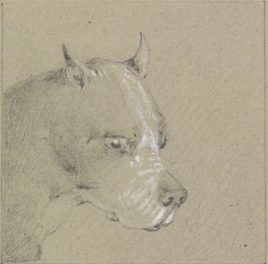 Cabeza y hombros de un perro bóxer de Henry Thomas Alken