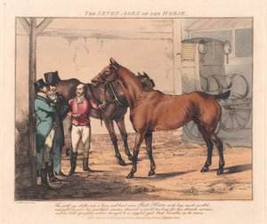 Conjunto de siete: Las siete edades del caballo