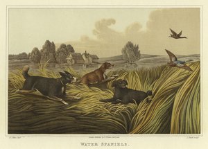 Spaniels de agua de Henry Thomas Alken