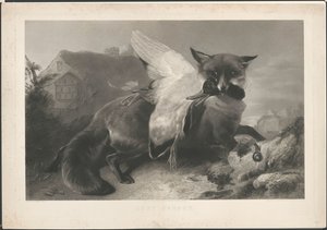 Recién atrapado: un zorro ha robado un pato. A R. Ausdell. Con dirección de Gambart de Henry Thomas Ryall