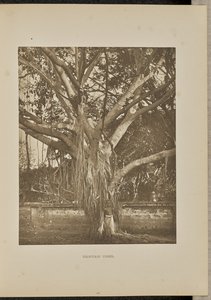 Árbol Banyan, con tallos jóvenes de Aërial de Henry W. Cave