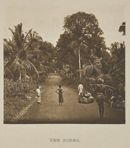 El Pingo de Henry W. Cave