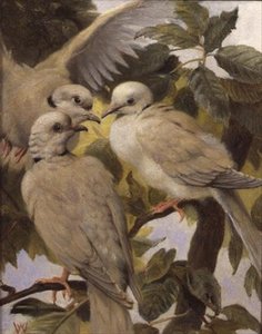 Tres palomas anilladas