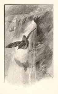El pájaro que vive en las cascadas de Henry Wolf