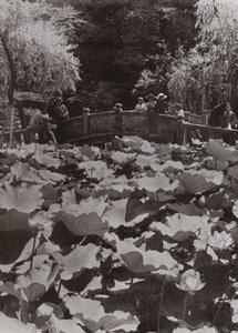 Un estanque de lotos (foto en blanco y negro) de Herbert Ponting