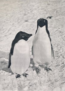 Un par de pingüinos Adelia, c1911, 1913 de Herbert Ponting