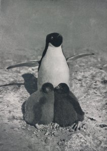 Una madre orgullosa, c1911, 1913 de Herbert Ponting