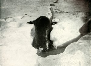 Una foca de Weddell subiendo al hielo, noviembre de 1911, 1913