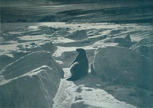 Una foca de Weddell en la playa, c1911, 1913 de Herbert Ponting