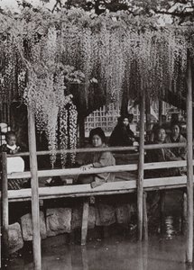 Una pérgola de glicinas en Kameido de Herbert Ponting