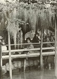 Una pérgola de glicinas en Kameido, 1910 de Herbert Ponting