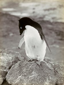 Un pingüino en la Antártida