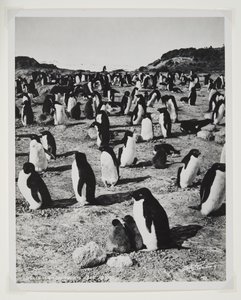 Pingüinos Adelia en el cabo Royds