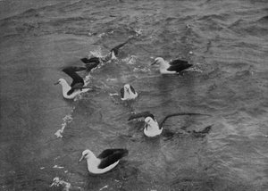 Albatros Forrajeando en la Estela del Terra Nova, c. 1910-1913, 1913 de Herbert Ponting