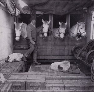 Capitán Oates con ponis y perros en el mar de Herbert Ponting