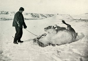 Cherry-Garrard dando a su pony Michael un rodillo en la nieve, c1911 de Herbert Ponting