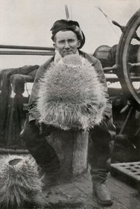 D. G. Lillie, con algunas de las esponjas silíceas, c1911, 1913