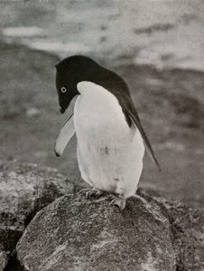 No me importa lo que sea de mí, c. 1910-1913, 1913
