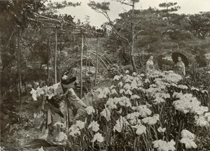 En un jardín de lirios, 1910