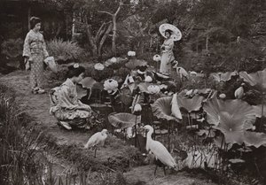 En un jardín de lotos (foto en b/n) de Herbert Ponting