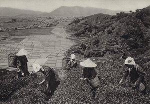 Japón en la década de 1920: Cosecha de té (foto en b/n) de Herbert Ponting