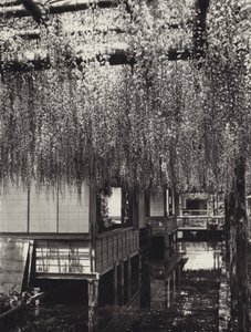 Japón en los años 1920: Tokio, Kameido (foto en blanco y negro) de Herbert Ponting