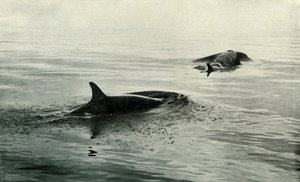 Orcas subiendo a respirar, c. 1910-1913, 1913