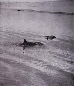 "Por todos lados ballenas asesinas"