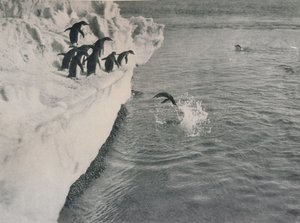 Pingüinos buceando, c1911, 1913 de Herbert Ponting