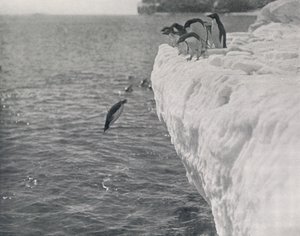 Pingüinos buceando, c1911, 1913 de Herbert Ponting