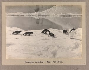 Seis pingüinos de Adelia descansan en el hielo de Herbert Ponting