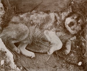 Stareek Fingiendo Enfermedad, c19101913, 1913 de Herbert Ponting