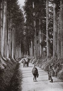 La Avenida de los Cryptomerias en Nikko (foto en blanco y negro)