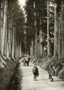 Las Cryptomerias en Nikko, 1910