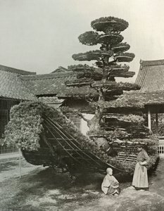 El Junco del Pino en Kinkakuji de Herbert Ponting
