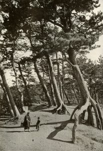 Los pinos de Shizu-Ura, 1910 de Herbert Ponting