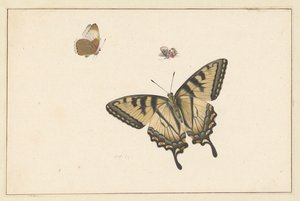 Tres mariposas de Herman Henstenburgh