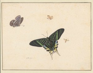 Tres mariposas y una avispa o mosca (acuarela y gouache) de Herman Henstenburgh