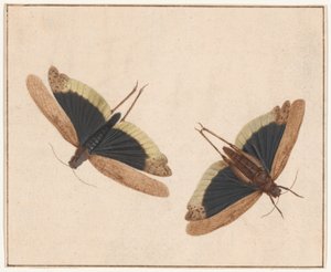 Dos saltamontes