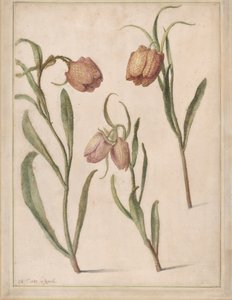 Estudio de tres fritilarias, 1683 de Herman Saftleven the Younger