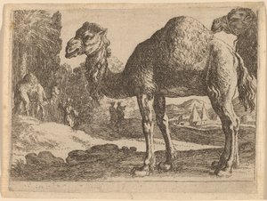Camellos de Herman van Swanevelt