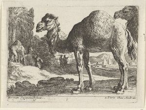 camellos Paisajes con animales (título de serie)
