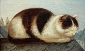 Gato de Hermann Anschütz