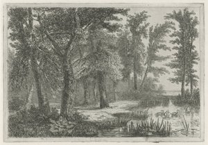 Vista al bosque con un pantano con patos